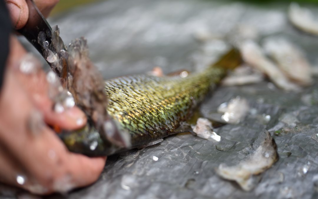 Searing and Savoring: A Guide to Cooking Fresh-Caught Fish Outdoors